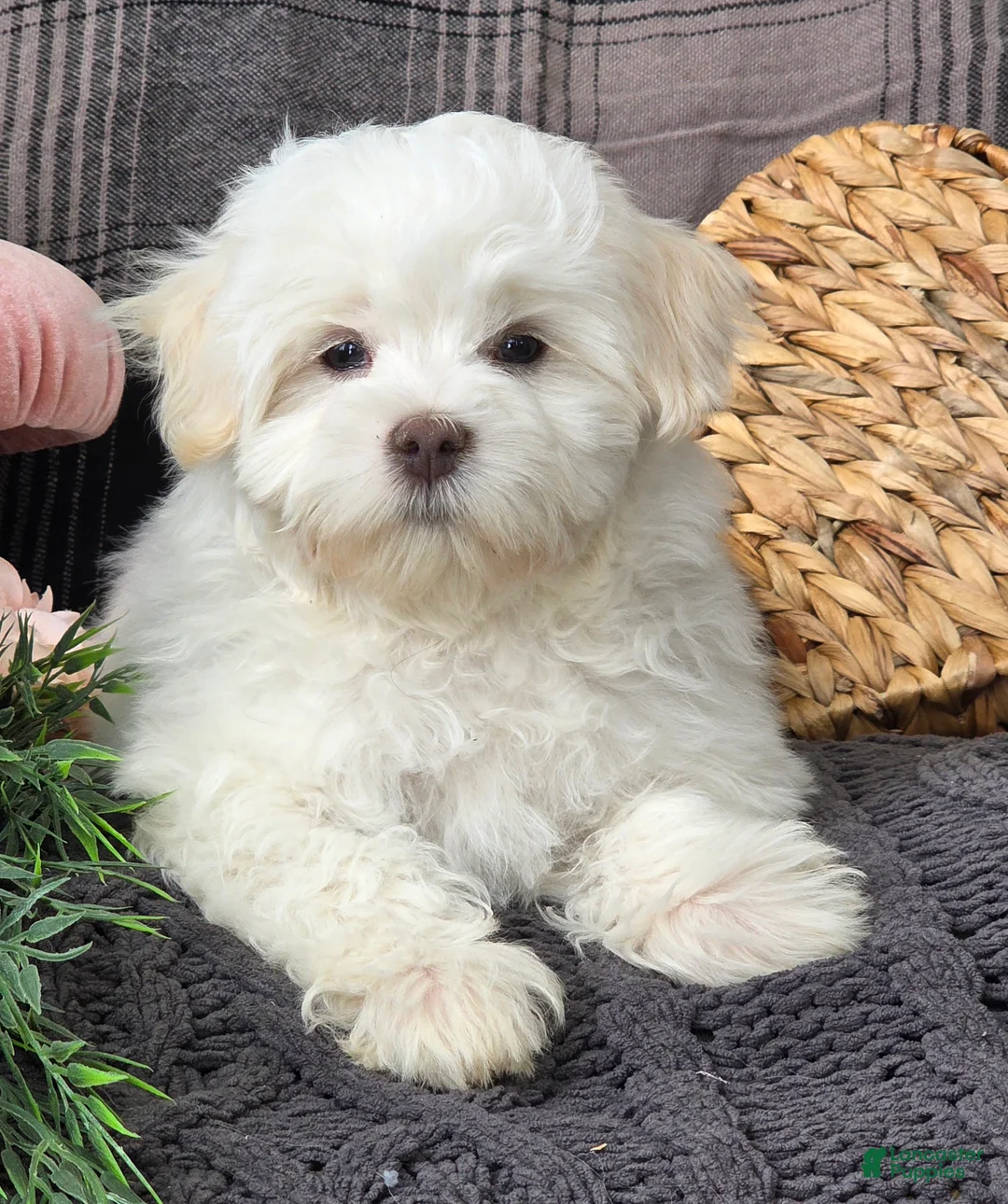 Maltese dogs for sale: Cloud - Ad 9