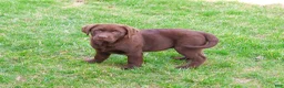 Labrador Retriever dogs for sale: Macy - Ad 5