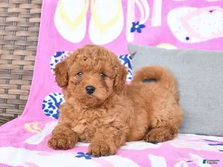 Mixed Breed dogs for sale: Geranium - Ad 2