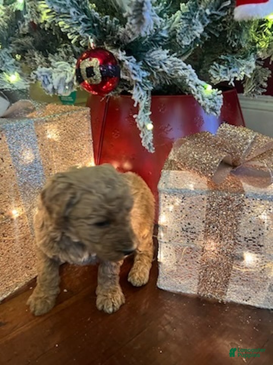 Standard Poodle dogs for sale: Billy - Ad 3