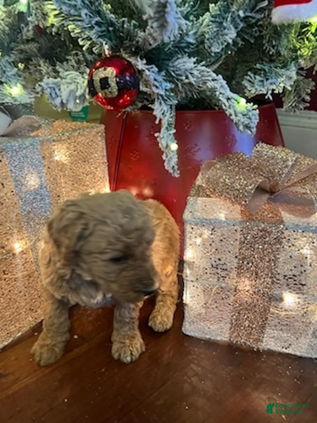 Standard Poodle dogs for sale: Billy - Ad 3