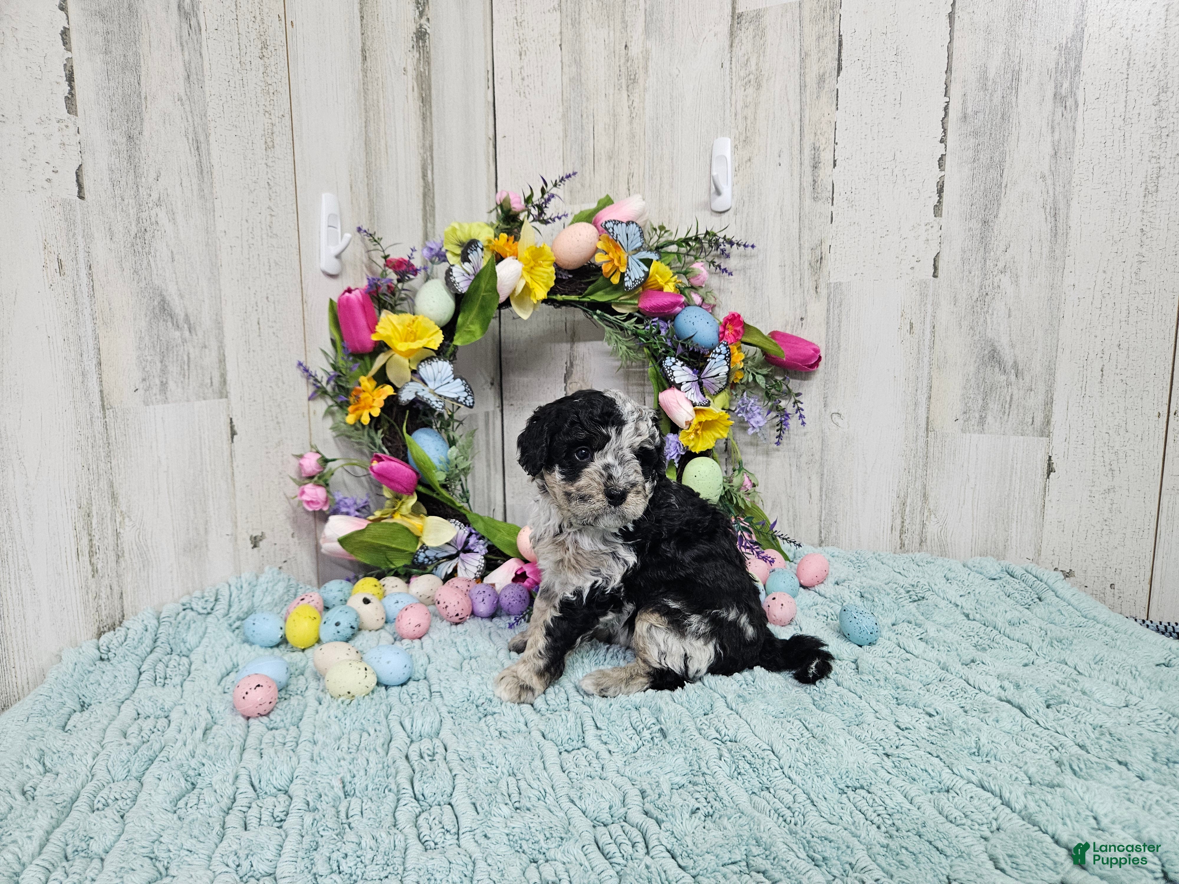 Mini Bernedoodle dogs F1b Lainey - Ad 5