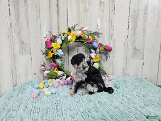 Mini Bernedoodle dogs F1b Lainey - Ad 5