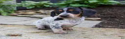 Miniature Dachshund dogs for sale: Glory - Ad 3