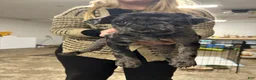 Pug dogs for sale: Delilah - Ad 3