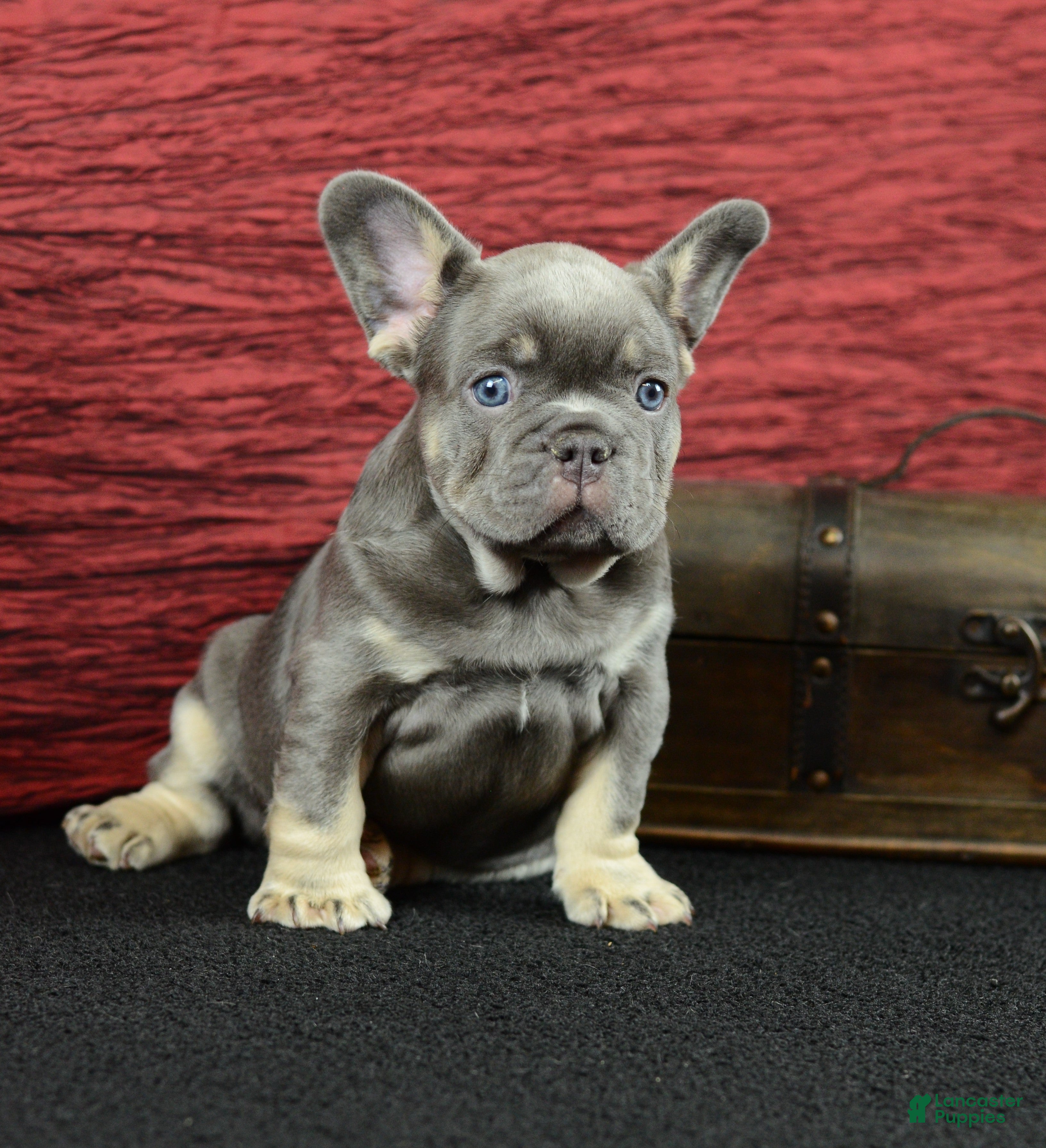 French Bulldog dogs Milo - Ad 1