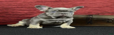 Milo