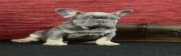 French Bulldog dogs for sale: Milo - Ad 1