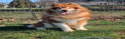 Alaskan Malamute dogs for sale: Hibiscus - Ad 9
