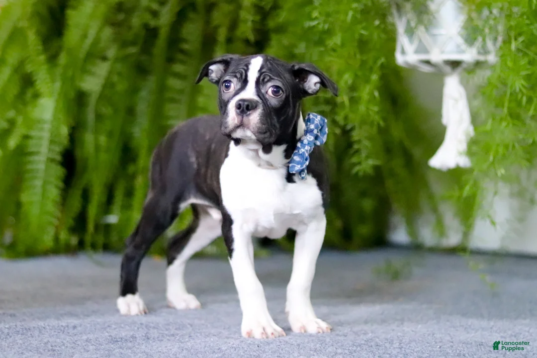Boston Terrier dogs for sale: Prancer - Ad 5