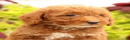 Miniature Poodle dogs for sale: Tommy - Ad 9