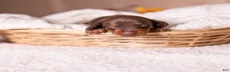 Miniature Dachshund dogs for sale: Liam - Ad 5