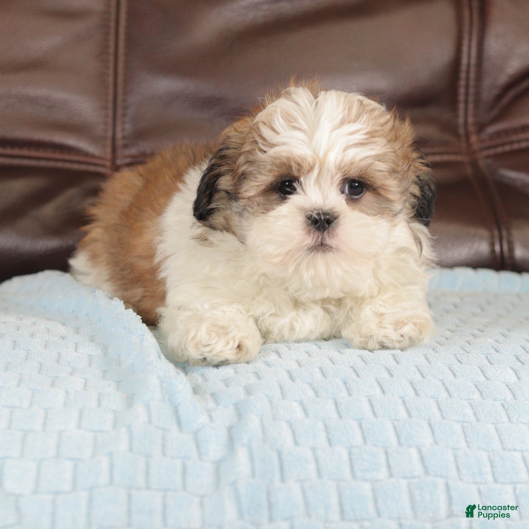 Mixed Breed dogs for sale: Thunder - Ad 2