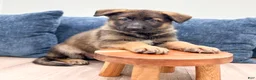 German Shepherd dogs for sale: Mike - Ad 2