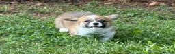 Welsh Corgi Pembroke dogs for sale: Full AKC - Ad 6