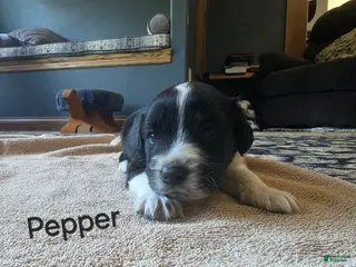 Mixed Breed dogs for sale: Pepper - Ad 2