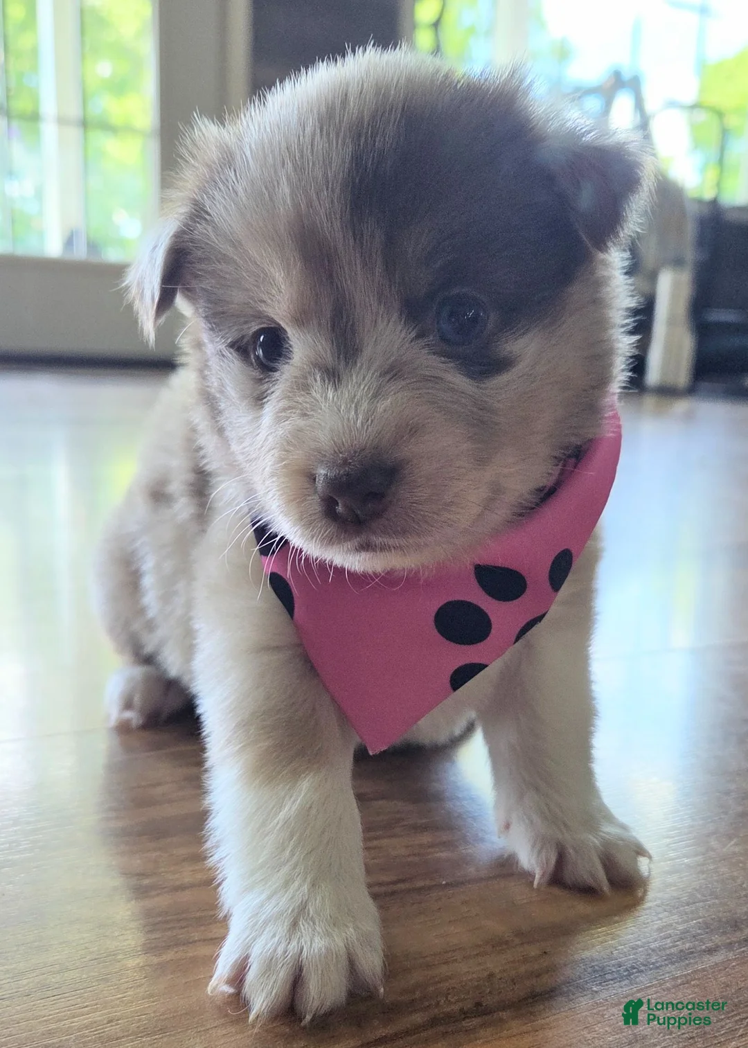 Pomsky dogs for sale: Patsy - Ad 2