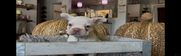 French Bulldog dogs for sale: Freddie - Ad 5
