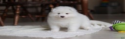 Samoyed dogs for sale: Beth - Ad 11