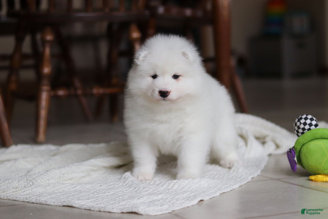 Samoyed dogs for sale: Beth - Ad 11