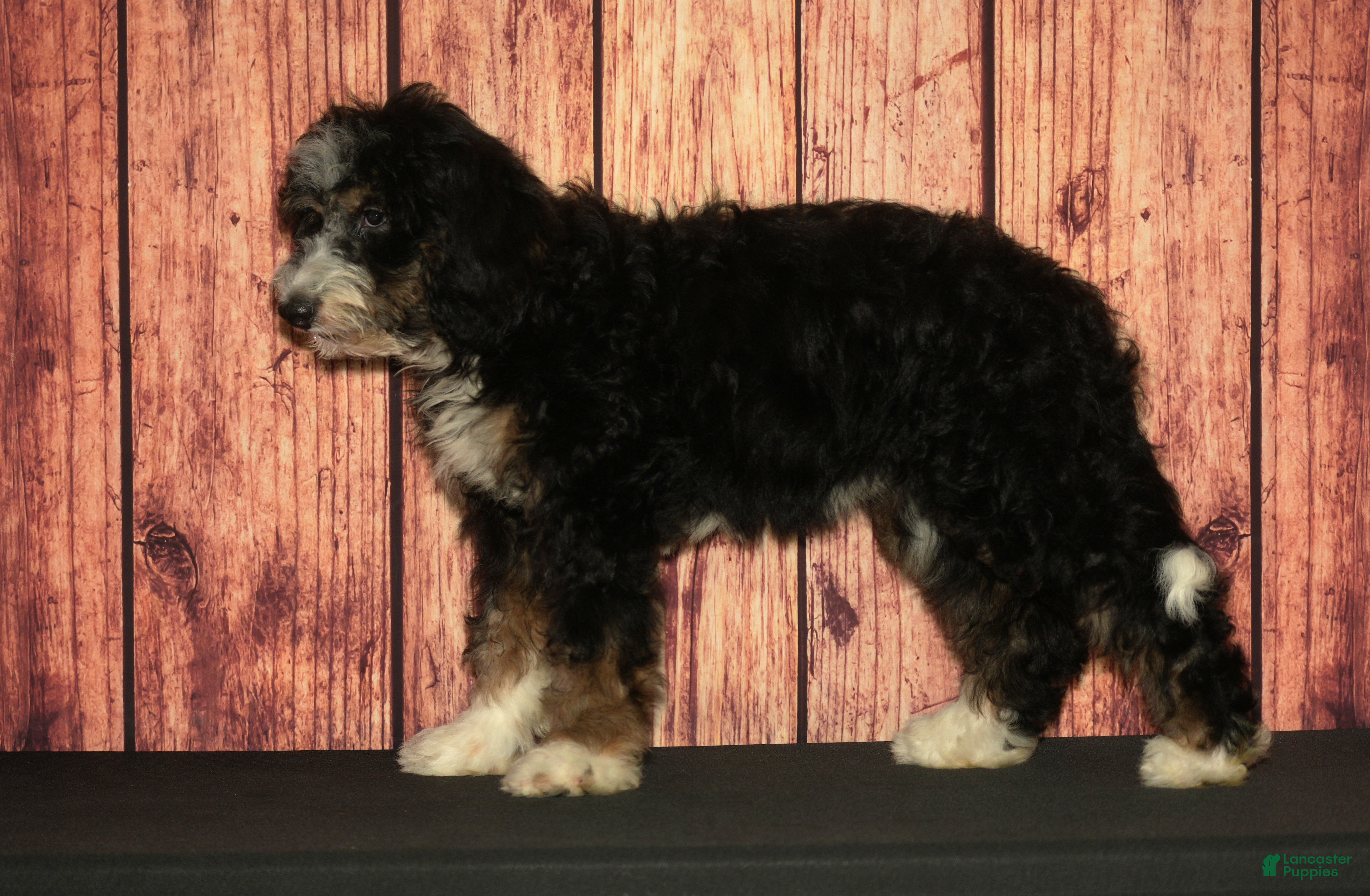 Bernedoodle dogs Rhonda - Ad 30