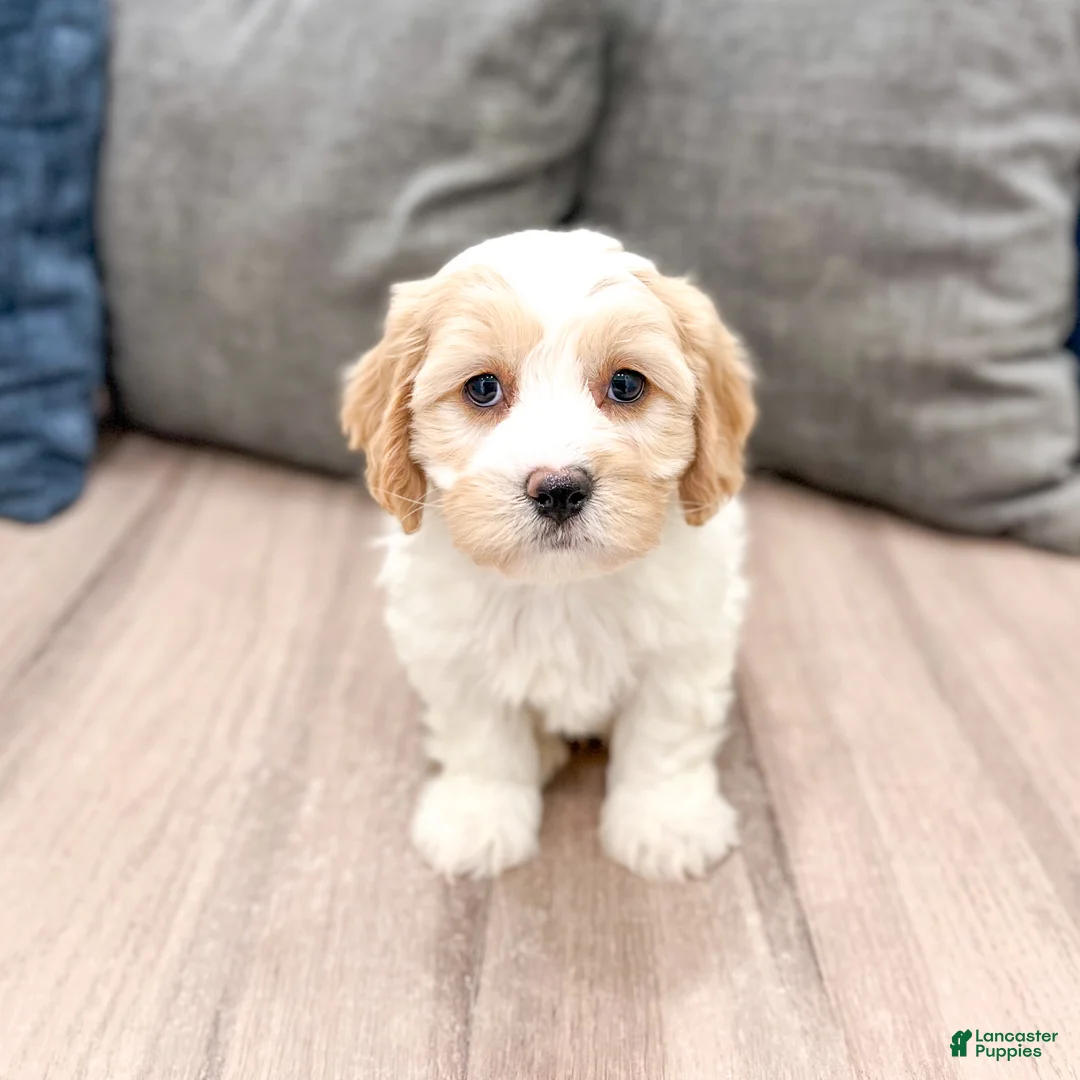 Cavachon dogs for sale: Thor - Ad 1