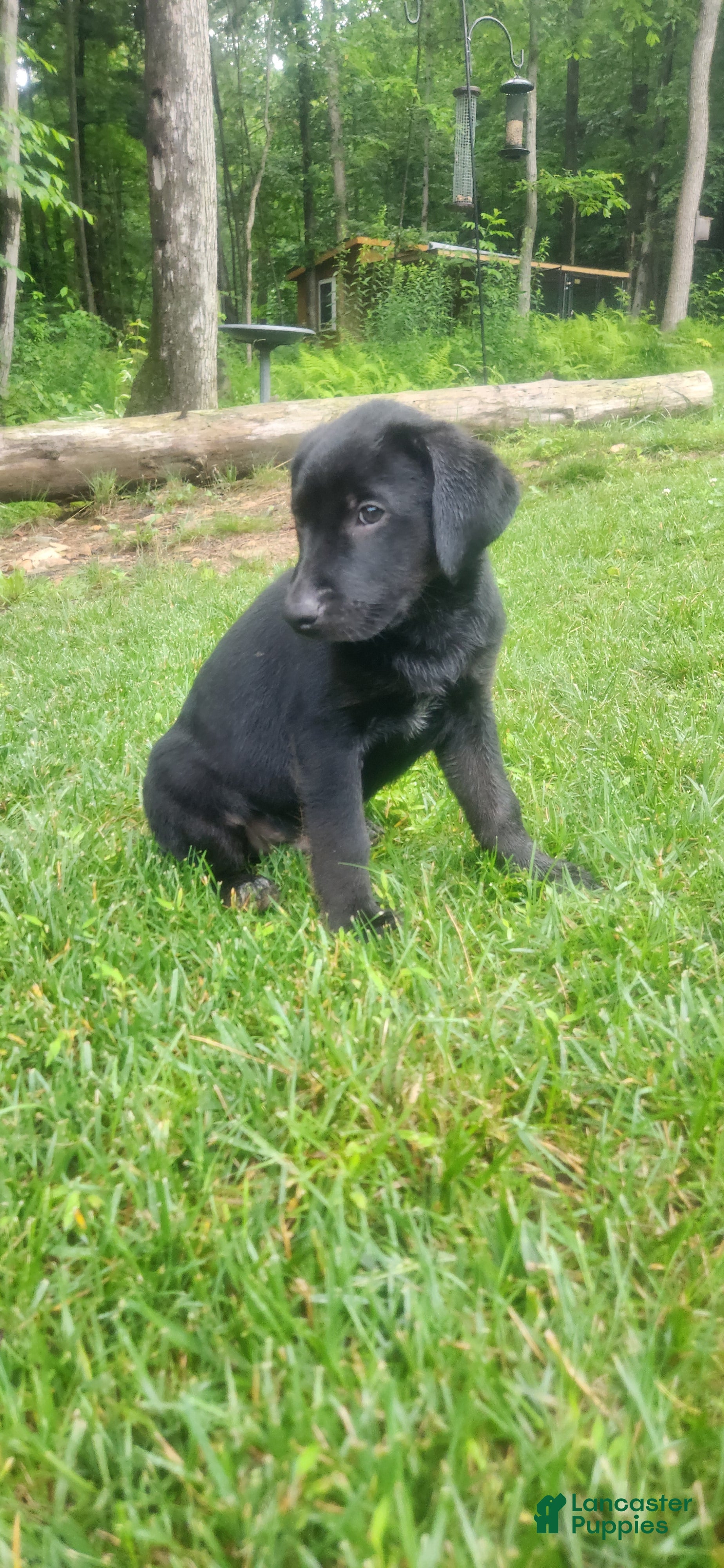 Mixed Breed dogs Pippin - Ad 2