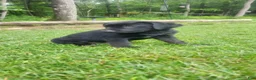 Mixed Breed dogs for sale: Pippin - Ad 2