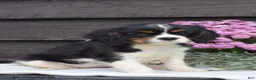 Cavalier King Charles Spaniel dogs for sale: Nutmeg - Ad 1