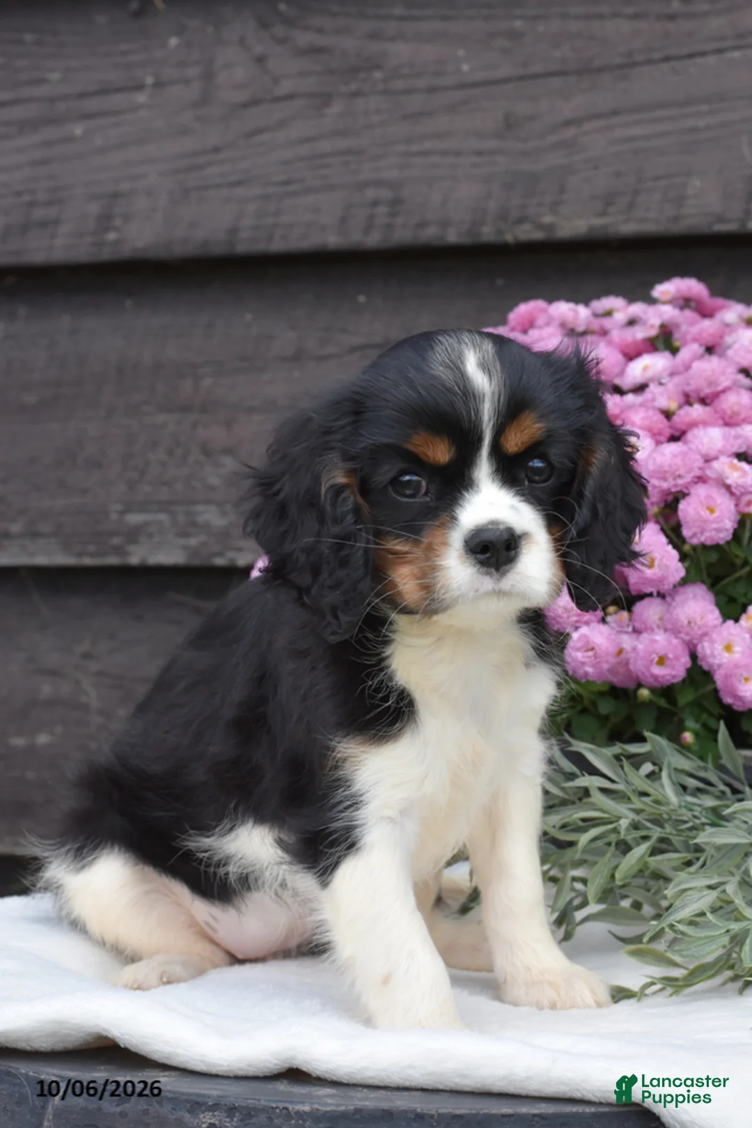 Cavalier King Charles Spaniel dogs for sale: Nutmeg - Ad 1