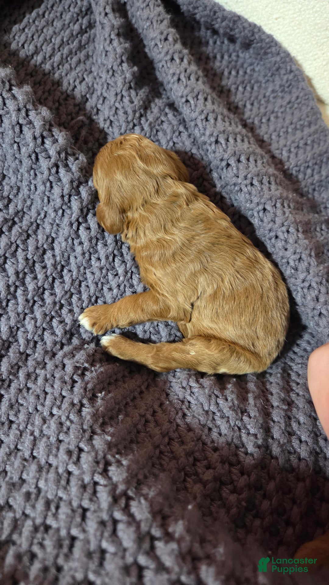 Cavapoo dogs for sale: Trey - Ad 15