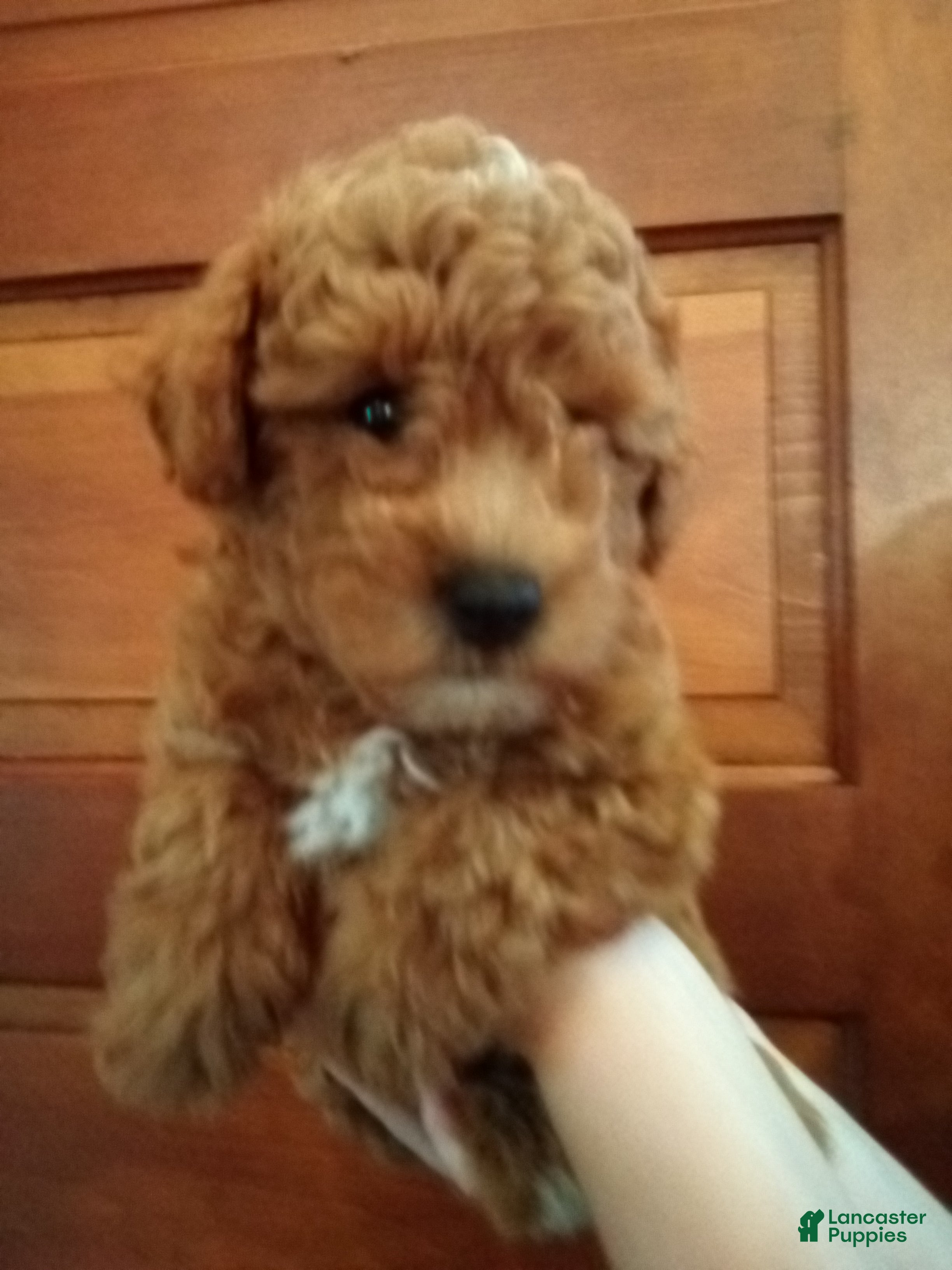 Havapoo dogs Nick - Ad 2
