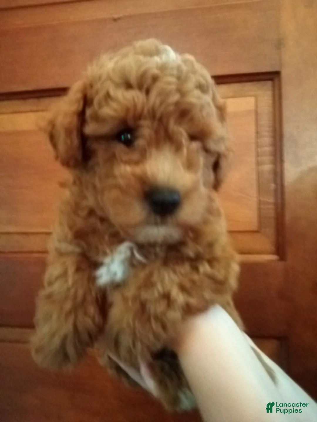 Havapoo dogs for sale: Nick - Ad 2
