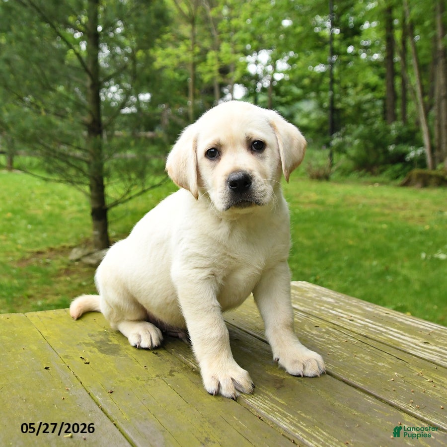 Labrador Retriever dogs for sale: Tank - Ad 4