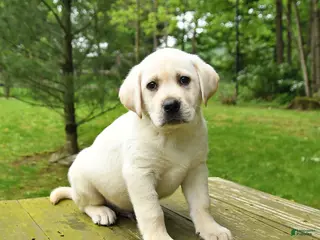 Labrador Retriever dogs for sale: Tank - Ad 4