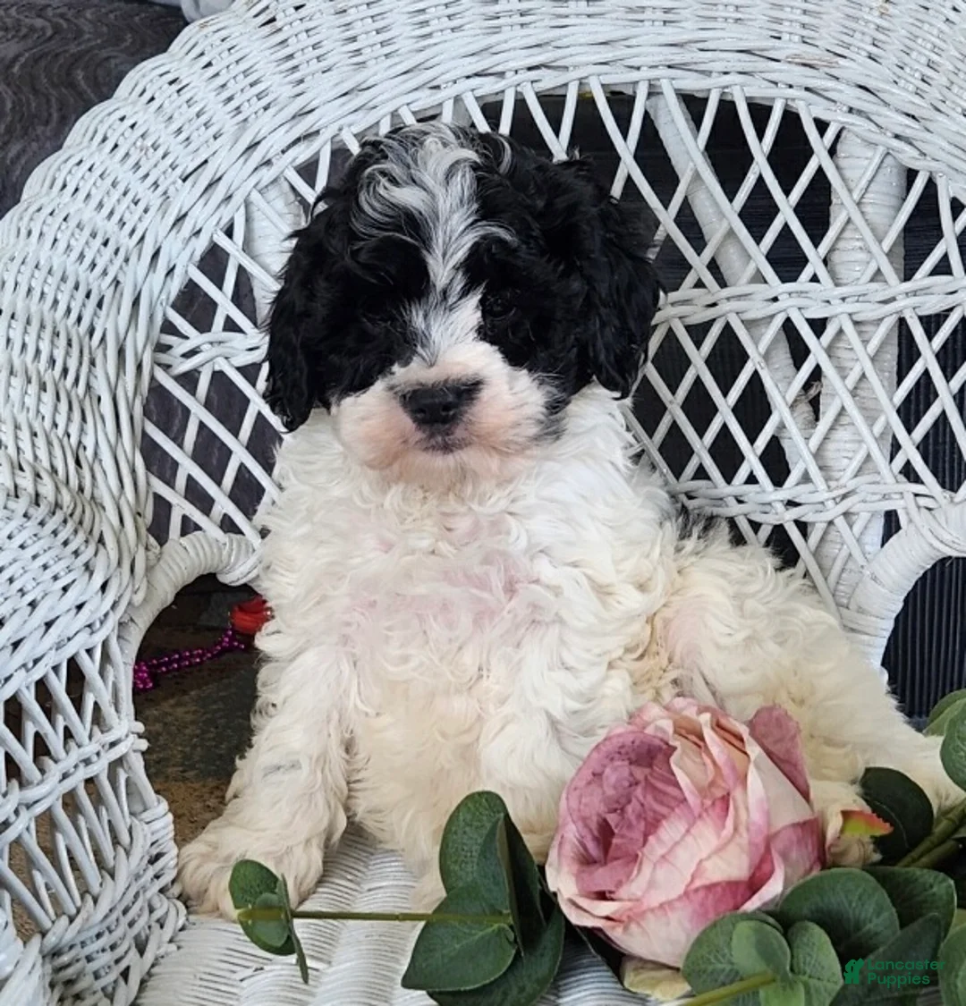 Cavapoo dogs for sale: Glendon - Ad 6