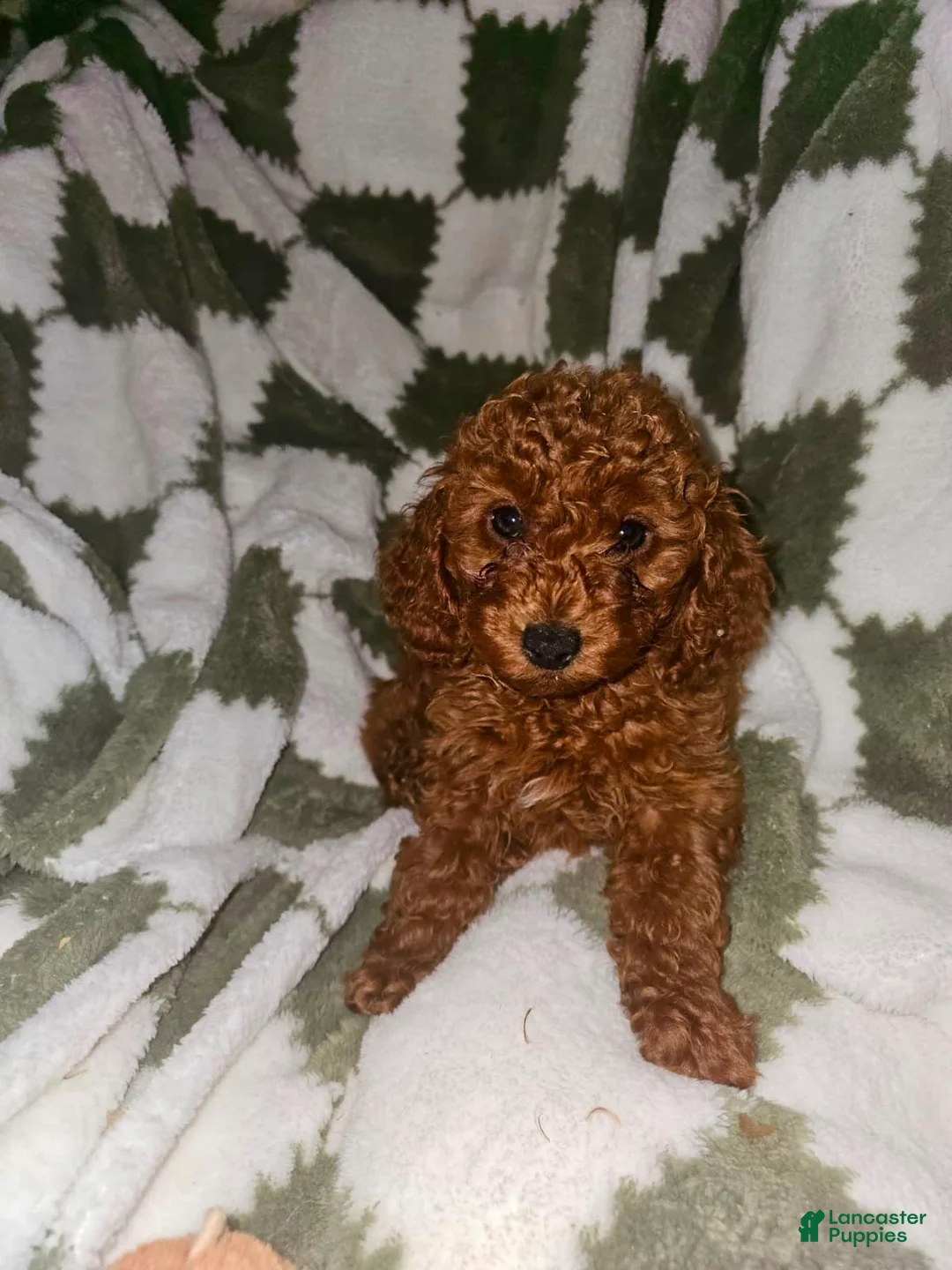 Toy Poodle dogs for sale: Harold - Potty and Crate Trained🐾 - Ad 2