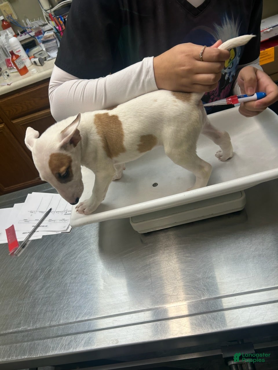 Bull Terrier dogs Bull Terrier Female - Ad 2