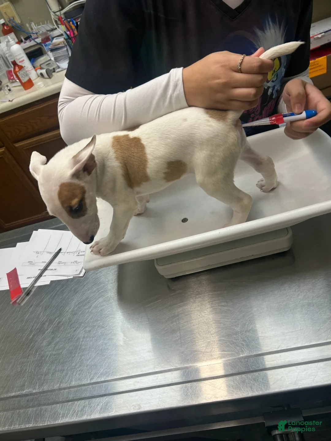 Bull Terrier dogs for sale: Bull Terrier Female - Ad 2