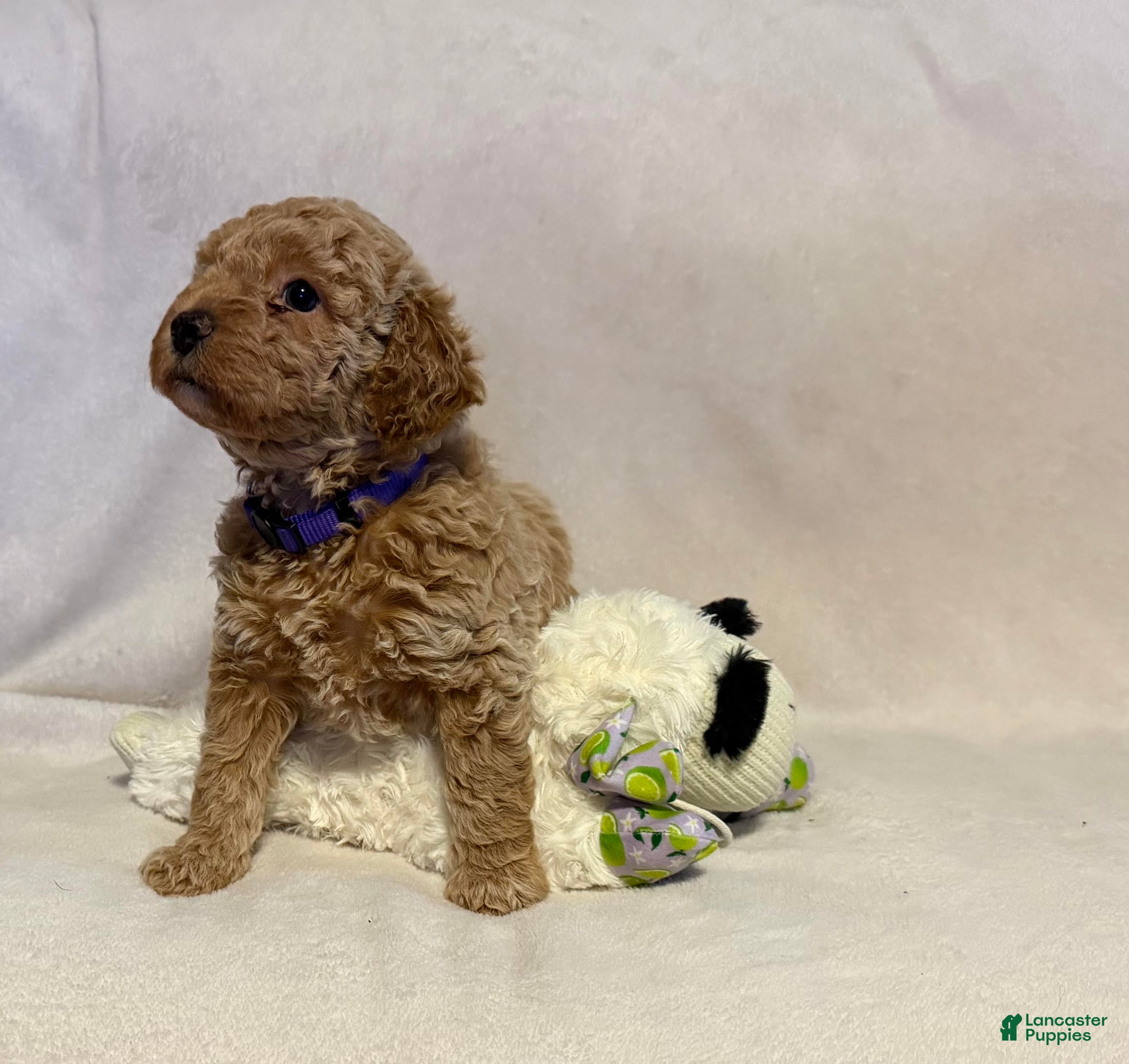 Mini Goldendoodle dogs Rosie (unofficial name) - Ad 33