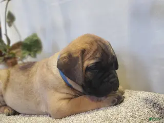 Bullmastiff dogs Yukon - Ad 1