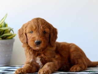 Goldendoodle dogs - Ad 29