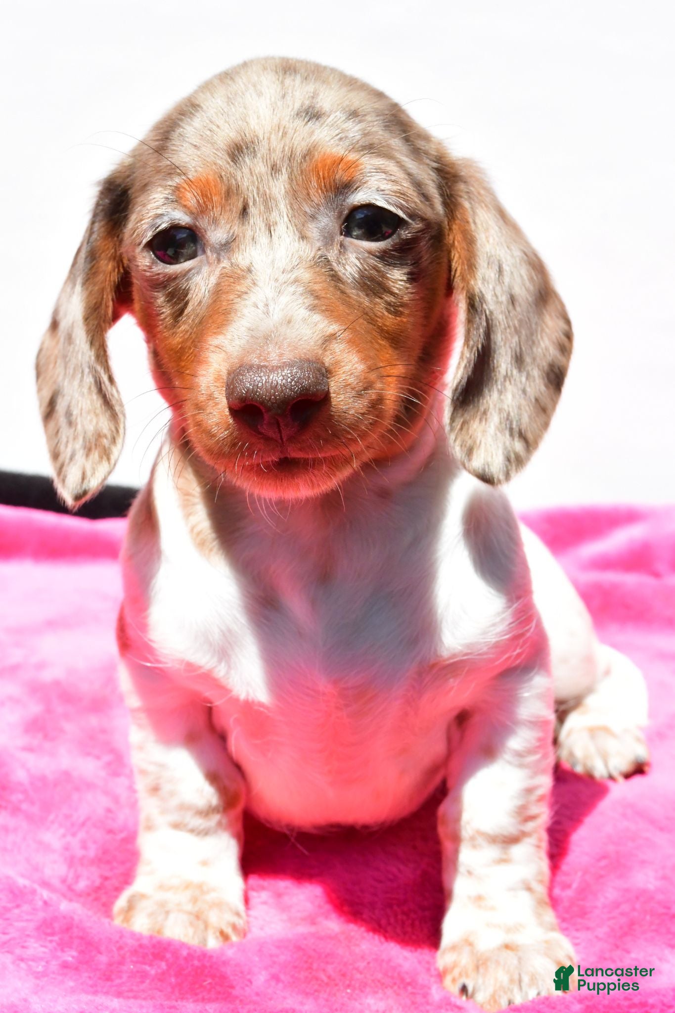 Dachshund dogs Angel - Ad 1