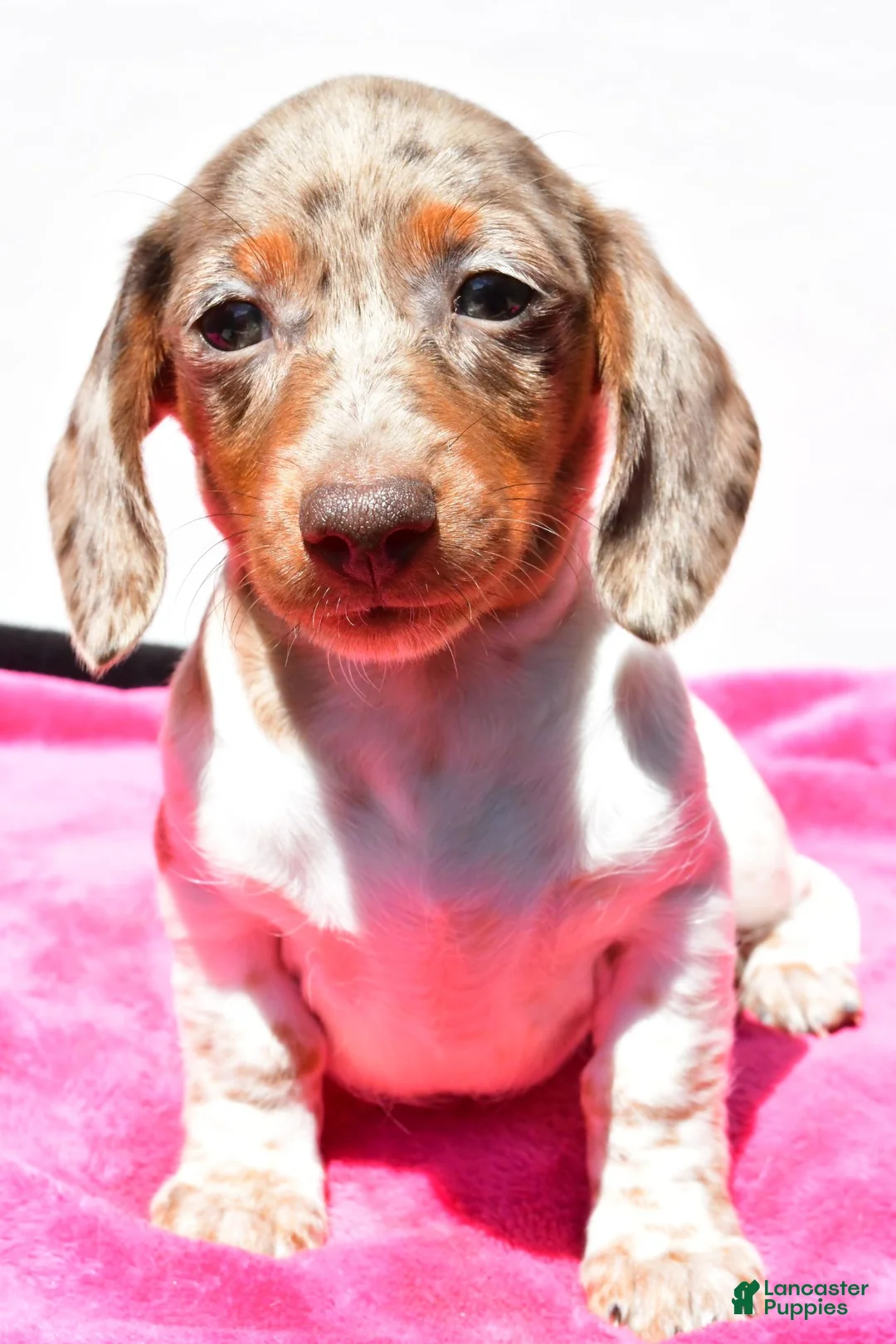 Dachshund dogs for sale: Angel - Ad 1