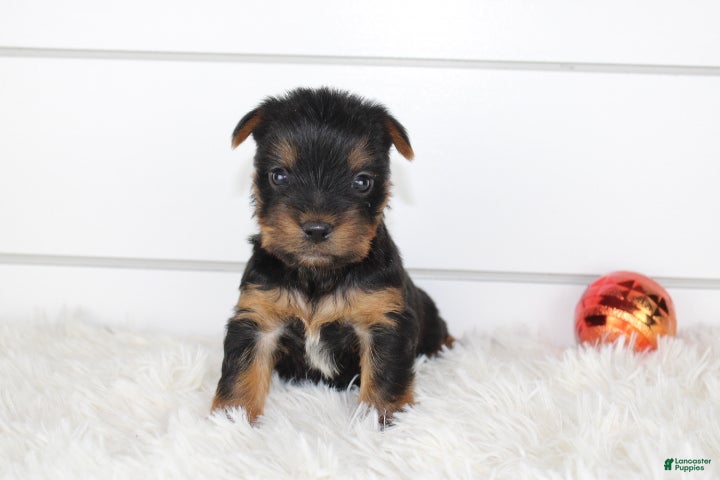 Yorkshire Terrier dogs CARTER - Ad 19