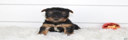 Yorkshire Terrier dogs for sale: CARTER - Ad 1