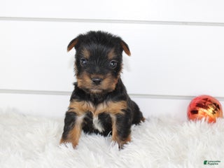 Yorkshire Terrier dogs CARTER - Ad 10