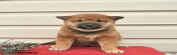 Shiba Inu dogs for sale: Roxy  - Ad 4