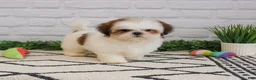 Shih Tzu dogs for sale: Freckles  - Ad 7