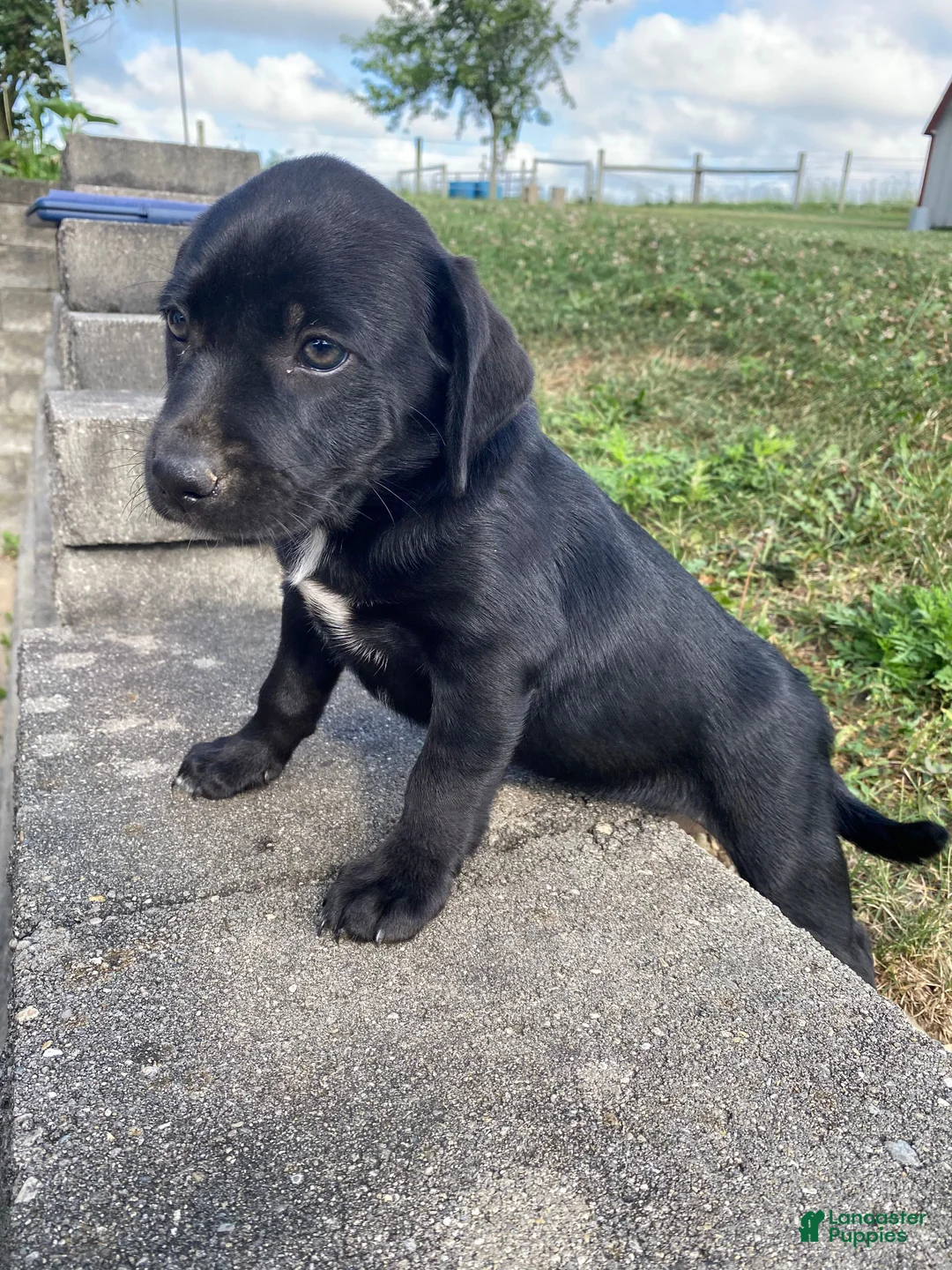 Mixed Breed dogs for sale: Poppy - Ad 9